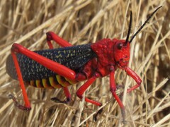 Phymateus morbillosus