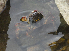 Grapsus