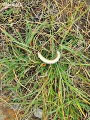 Cynodonteae