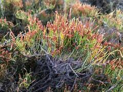 Allocasuarina pusilla