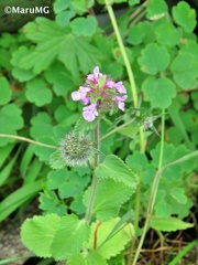 Stachys agraria