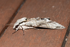 Psilogramma casuarinae