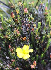 Hibbertia devitata