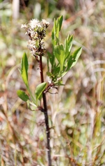 Nidorella ivifolia