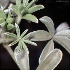 Lupinus albifrons