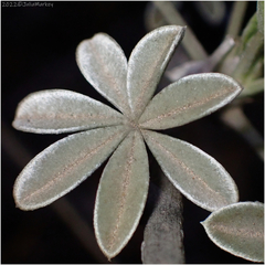 Lupinus albifrons