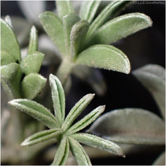 Lupinus albifrons