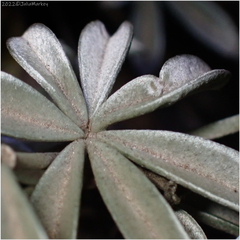 Lupinus albifrons
