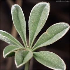Lupinus albifrons