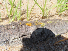 Xanthomendoza weberi