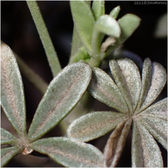 Lupinus albifrons
