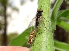 Phthiriinae