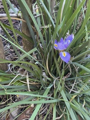 Iris unguicularis