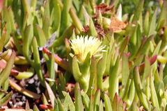 Carpobrotus edulis edulis