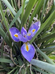 Iris unguicularis