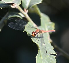 Sympetrum orientale