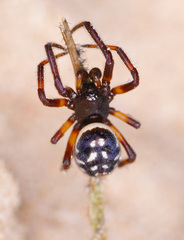 Steatoda albomaculata