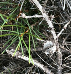 Hakea vittata