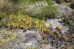 Carpobrotus edulis edulis