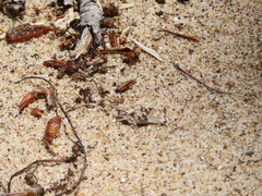 Trimerotropis maritima