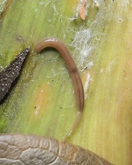 Rhynchodemus sylvaticus