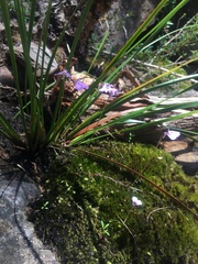 Utricularia grampiana