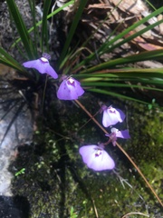 Utricularia grampiana