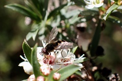 Ischiodon scutellaris