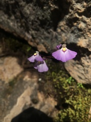 Utricularia grampiana