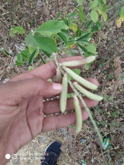 Crotalaria incana