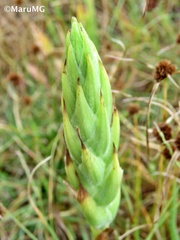 Dichromanthus michuacanus