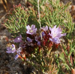 Limonium scabrum
