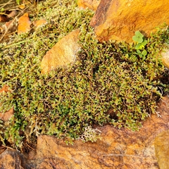 Selaginella dregei