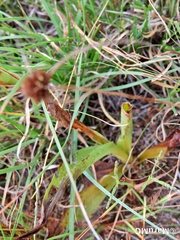 Dichromanthus michuacanus