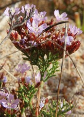 Limonium scabrum