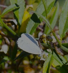 Celastrina