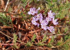 Limonium scabrum