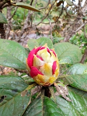 Rhododendron arboreum