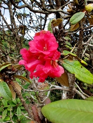 Rhododendron arboreum