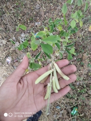 Crotalaria incana