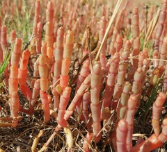 Salicornia natalensis