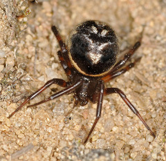 Steatoda albomaculata