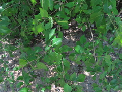 Forestiera acuminata