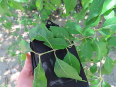 Forestiera acuminata