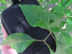 Forestiera acuminata