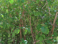Forestiera acuminata