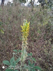 Crotalaria incana
