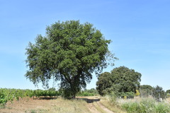 Quercus × avellaniformis