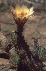 Echinocereus papillosus