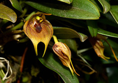 Masdevallia pachyantha
